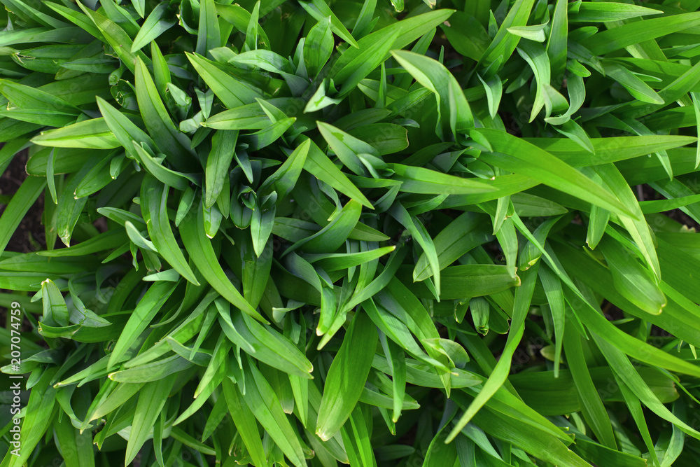 layout made of green leaves. Flat lay. Nature concept layout made of green leaves. Flat lay. Nature concept