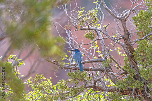 Pinyon Jay in a Desert Canyon photo