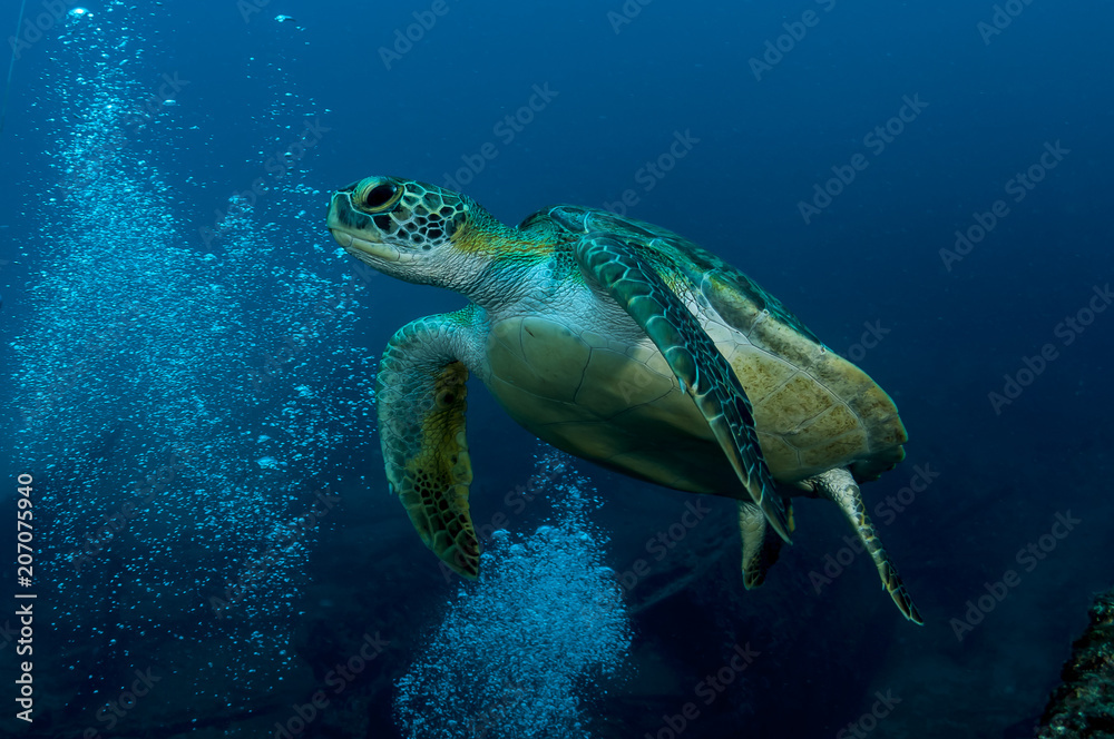 Obraz premium Tartaruga