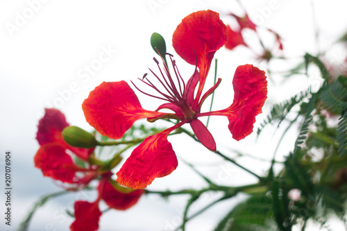 Orange Flowers - Flam-boyant,The Flame Tree or Royal Poinciana on tree 