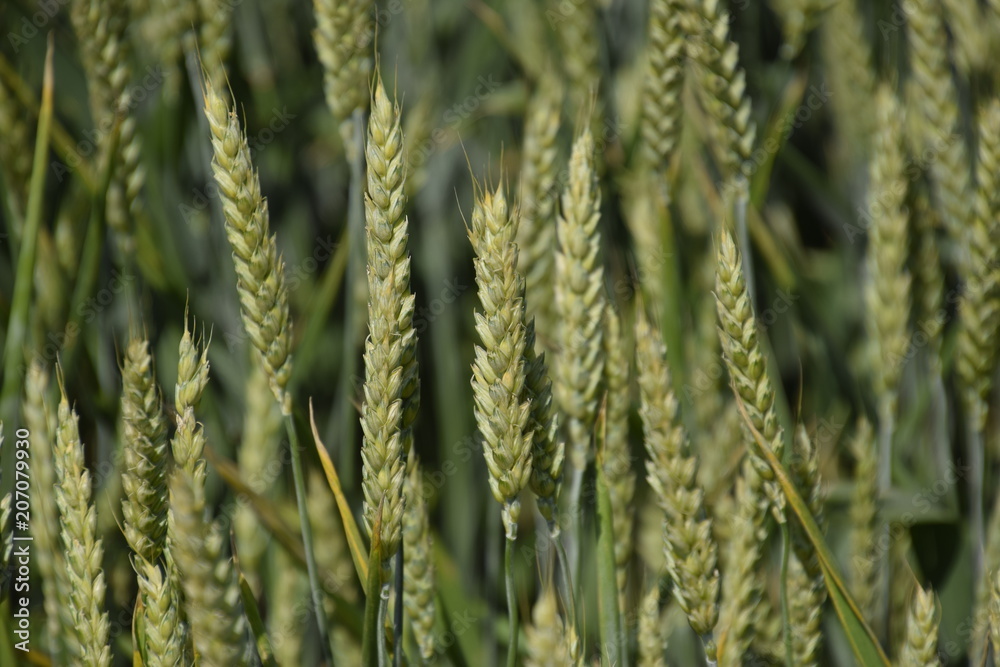 Spikelets of green wheat. Ripening wheat in the field.