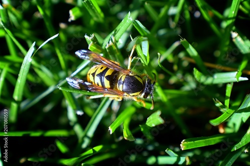 Wasp or Hornet, insect of the order Hymenoptera and suborder Apocrita that is neither a bee nor an ant. Closeup of Large wasp, Dangerous, Striped fly macro in Cottage Garden in Utah, USA.