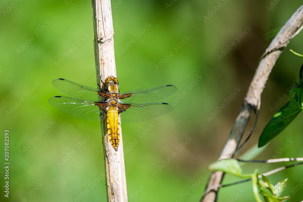 Dragonfly on grass Dragonfly on grass