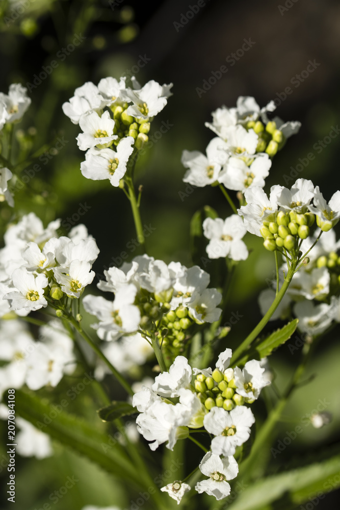 White horseradish flowers. White horseradish flowers.