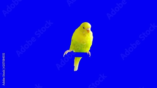 A parrot stands on a branch. Chroma Key