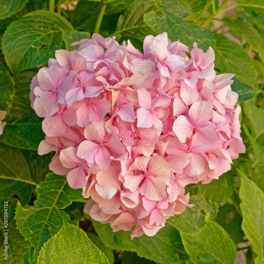 pink hortensia flower natural bouquet pink hortensia flower natural bouquet