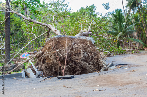 arbre déraciné après le passage de la tempête Fakir, anse des Cascades, île de la Réunion 