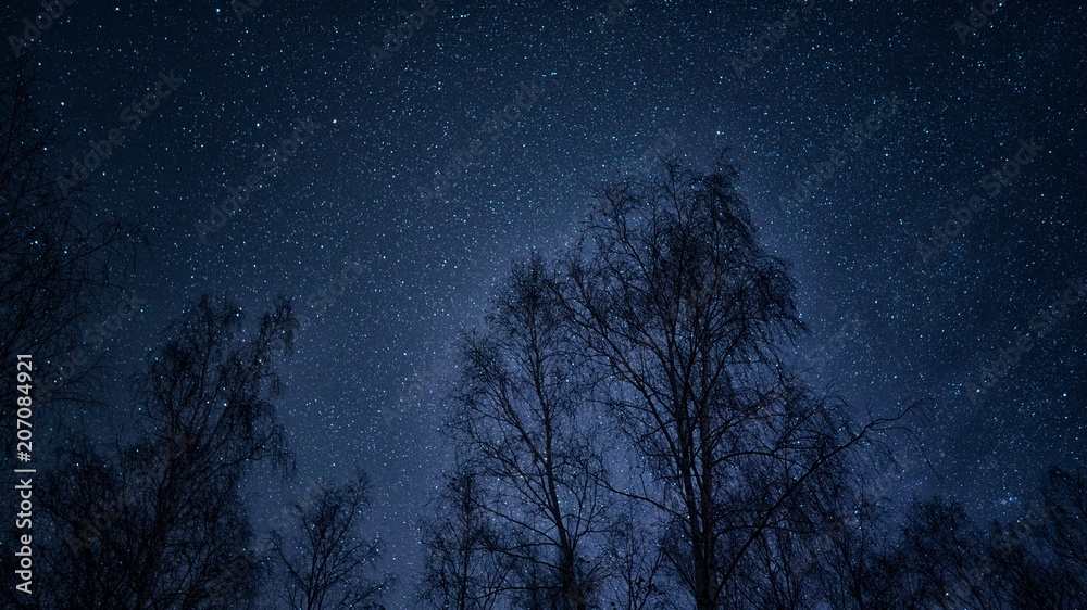 starry sky blue in the foreground trees