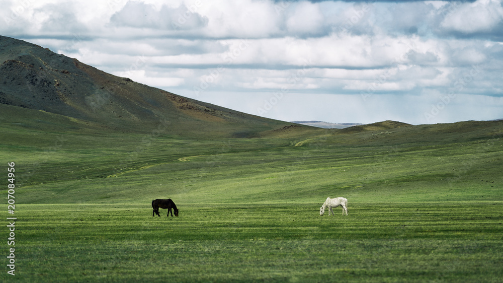 Two horses white and black against each other in a green mountain field