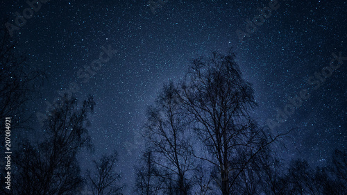 starry sky blue in the foreground trees