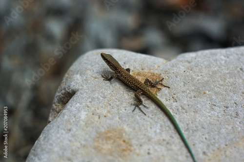 brown spotted lizard with green tail