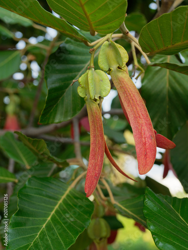 Fresh red rubber or winged seed of dipterocarpus alatus on the tree with green leaves background