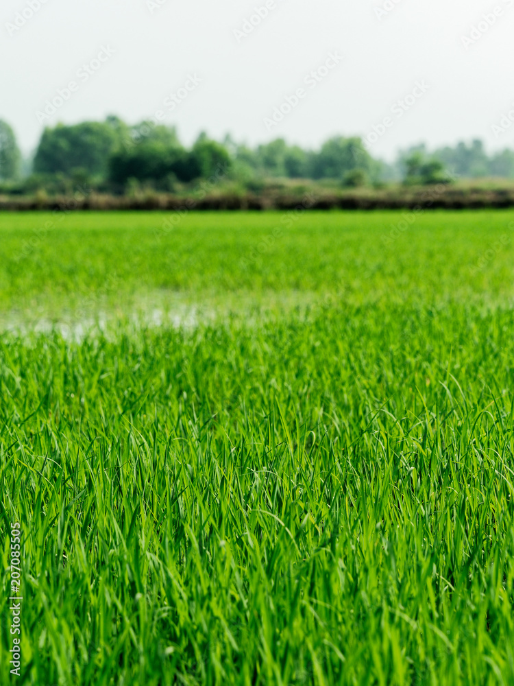 Young green paddy rice field in Ayutthaya province, central part of Thailand, with sky background Young green paddy rice field in Ayutthaya province, central part of Thailand, with sky background