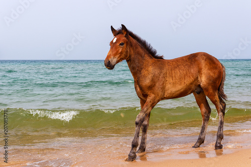young bay stallion grazing on the shore of the lake, concept of freedom