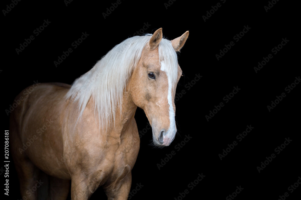 Portrait of a Palomino horse isolated on black background. Portrait of a Palomino horse isolated on black background.