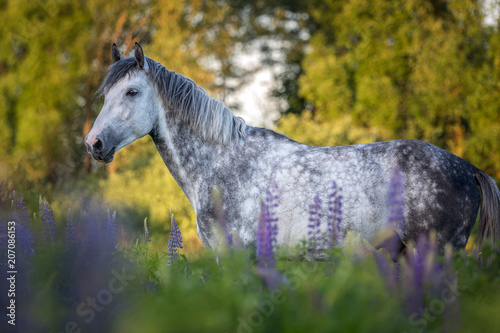 Portrait of a purebred Arabian stallion.