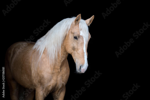 Fototapeta Naklejka Na Ścianę i Meble -  Portrait of a Palomino horse isolated on black background.