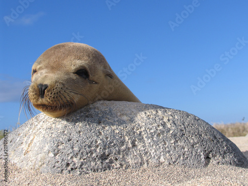young seal on the rock, eyes open