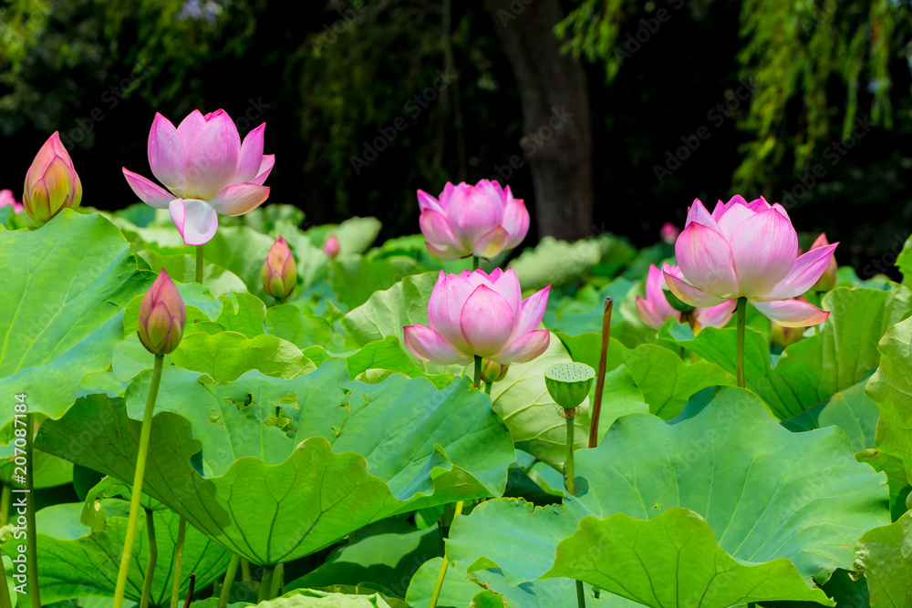 Lotus Flower.Background is the lotus leaf and lotus bud  and lotus flower and tree.Shooting location is Yokohama, Kanagawa Prefecture Japan.