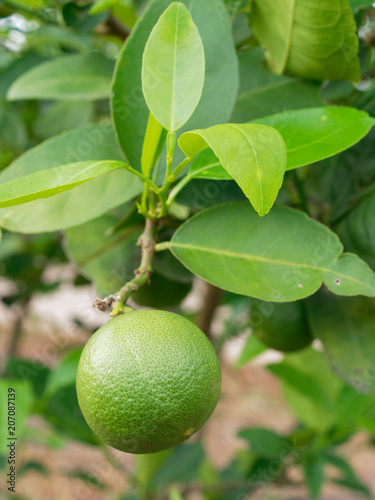 Wallpaper Mural Fresh green lime, main ingredient in asian dish or food, on tree branch over blurred farm and garden background Torontodigital.ca