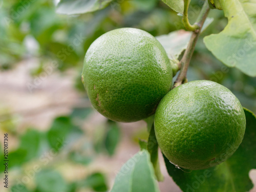 Fresh green lime, main ingredient in asian dish or food, on tree branch over blurred farm and garden background
