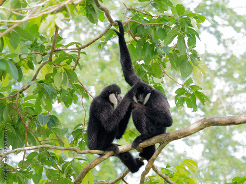 Black Gibbon with white face and eyebrow resting on a tree and cuddling each other over nature background