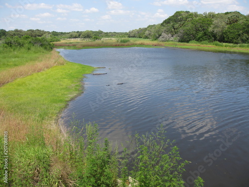 Myakka River mit Alligatoren
