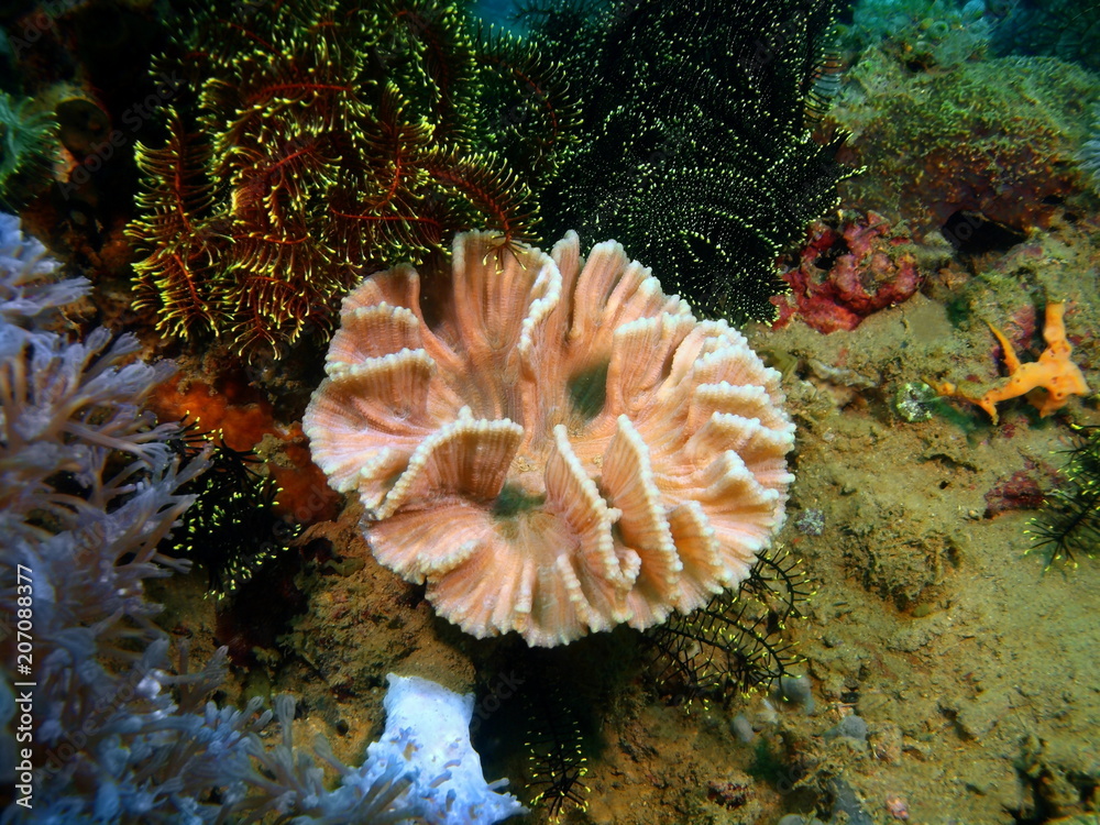 Obraz premium Stone coral