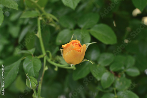 Closeup of a big yellow rose bud on a  bush of tea roses. soft focus photo