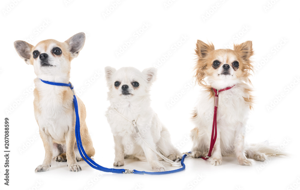 Obraz premium chihuahuas in studio