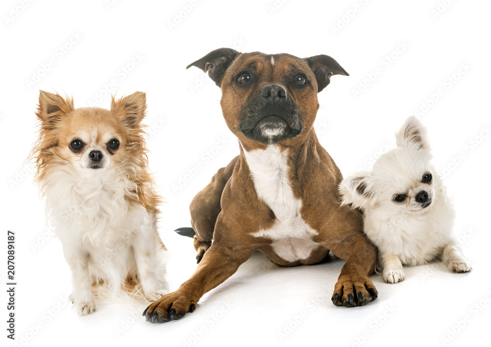 staffordshire bull terrier and chihuahuas