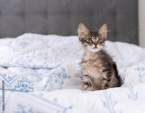 Adorable Little Kitten Playing on Bed
