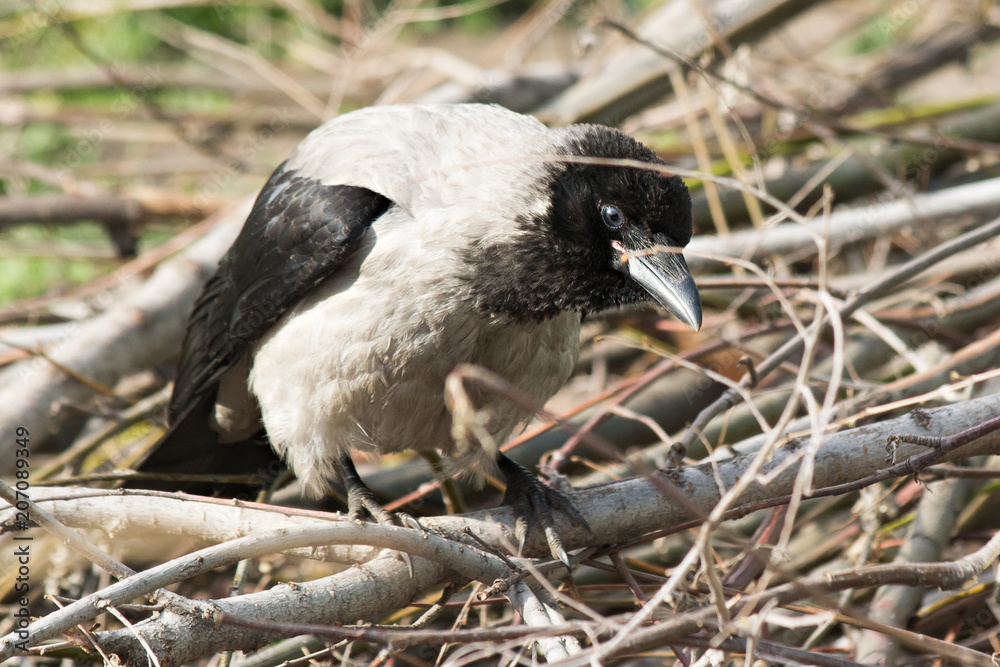 Obraz premium Common crow sits on a pile of branches