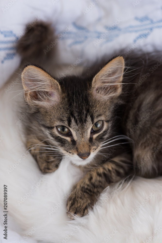 Adorable Little Kitten Playing on Bed Adorable Little Kitten Playing on Bed