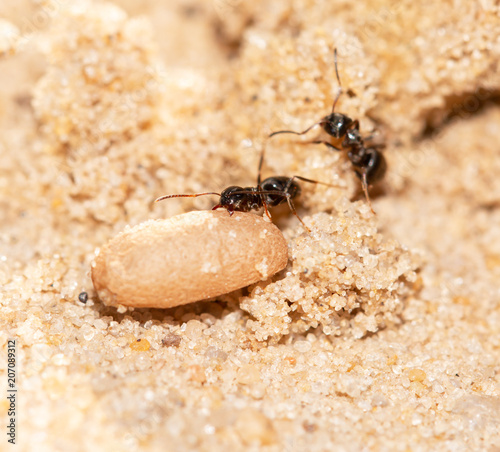 ants with eggs on the sand