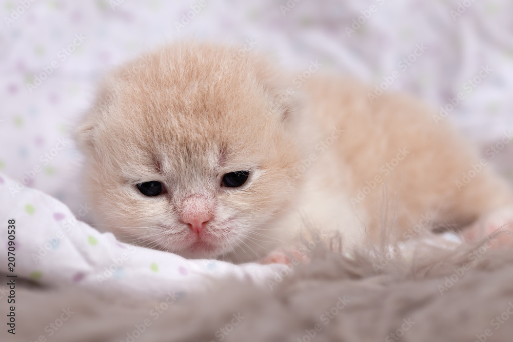 7 Tage altes Katzenbaby - Rassekatze BKH 