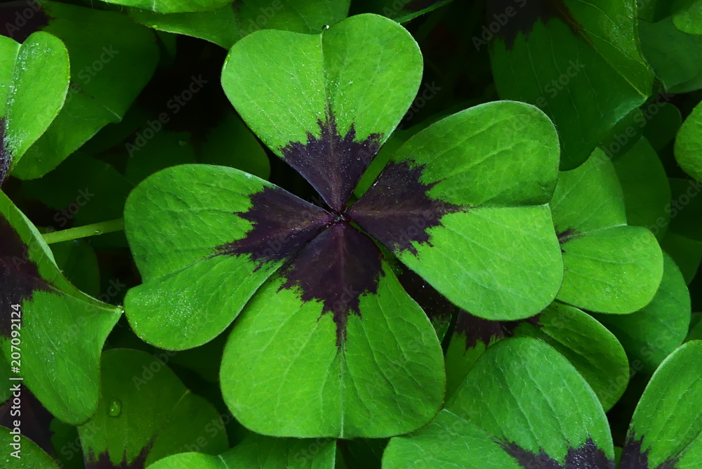 vierblättriger Klee StockFoto Adobe Stock