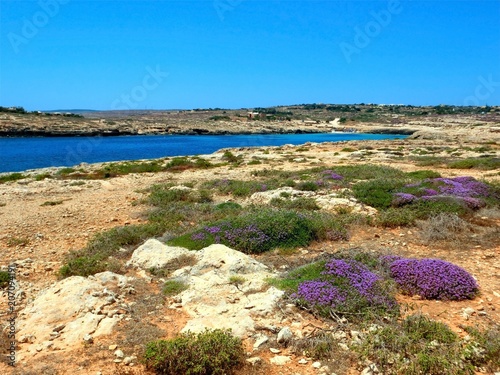 Erica flower plants and the blue sea in the island