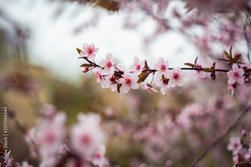 Beautiful spring blooming tree with a lot of flowers Beautiful spring blooming tree with a lot of flowers