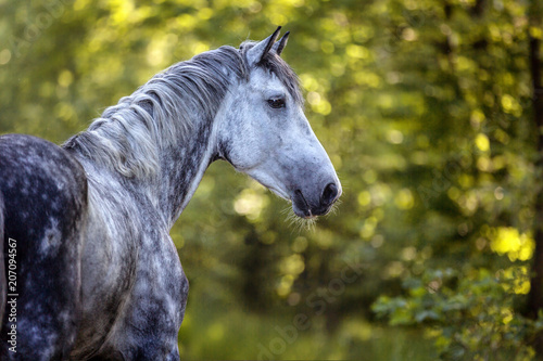 Portrait of a purebred Arabian stallion.