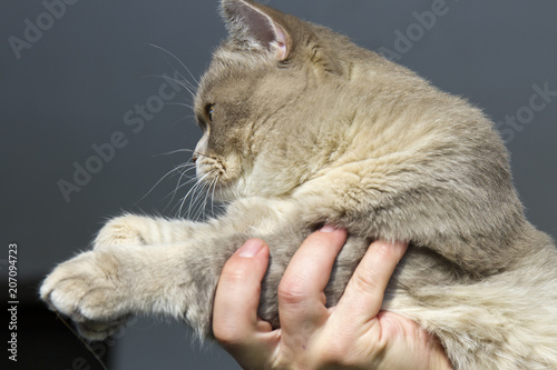 Close-up of British cat without in feline expo