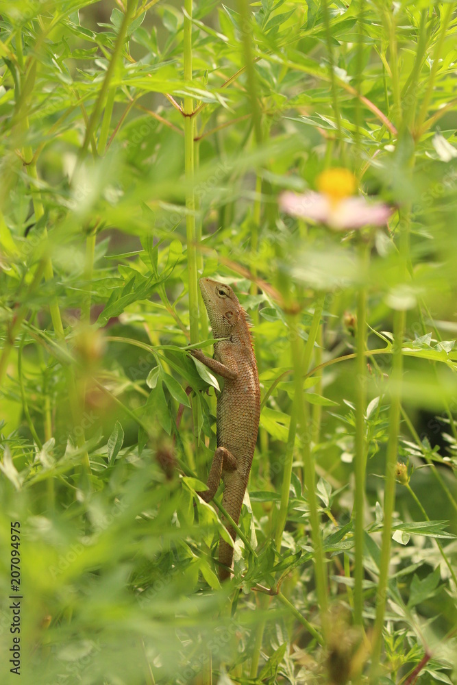 cute little lizard beneath plants calotes calotes focused picture cute little lizard beneath plants calotes calotes focused picture
