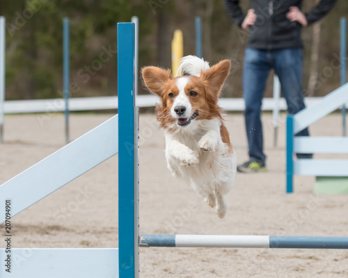 Dog agility in action. Kooikerhondje jumps over an agility hurdle in agility competition