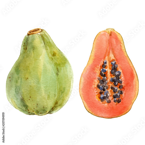 Watercolor papaya vector set