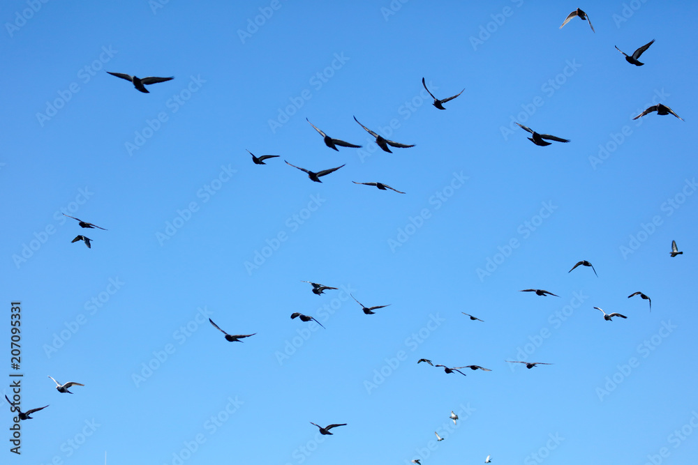 A flock of pigeons against the blue sky A flock of pigeons against the blue sky