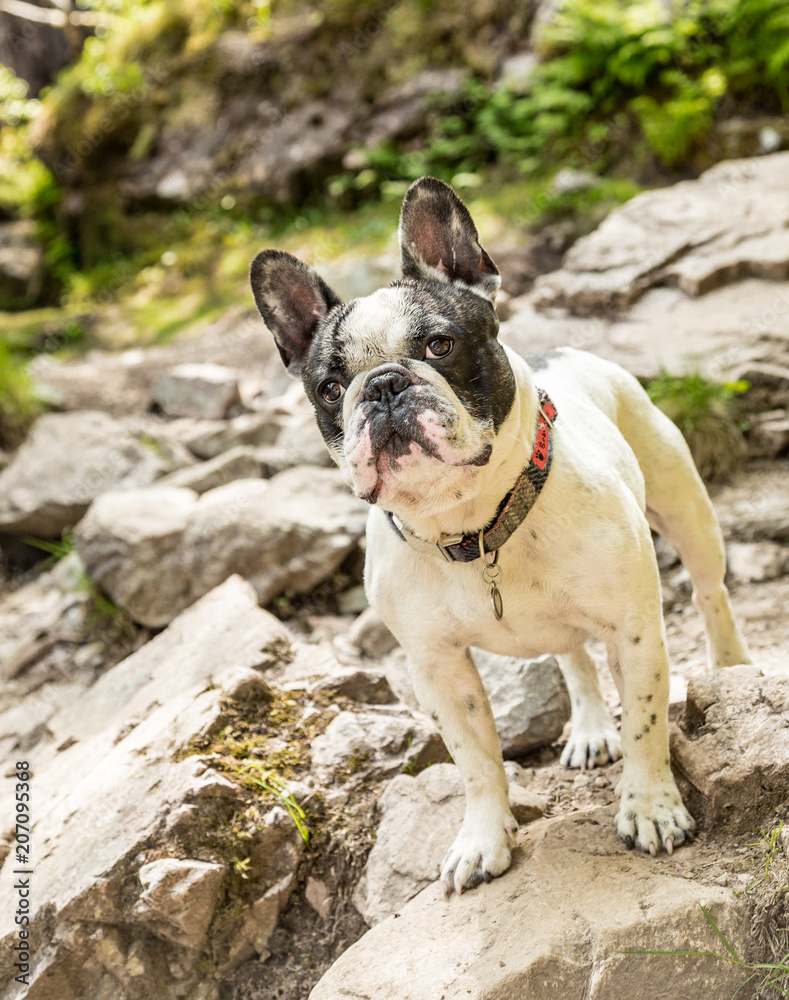 Obraz premium The French Bulldog