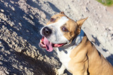 Собака породы американский стаффордширский терьер крупным планом, карабкается на песчаный склон