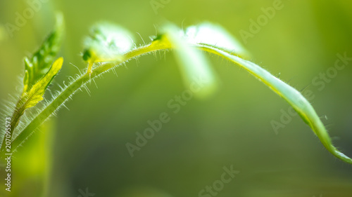A stem on a tomato as a background