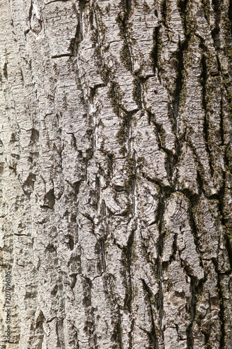 Bark on a tree as an abstract background © schankz