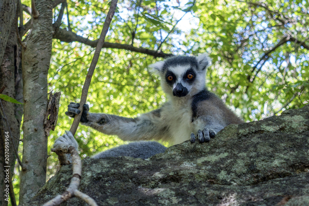Obraz premium Ring-tailed Lemur, Lemur catta, t - Madagascar
